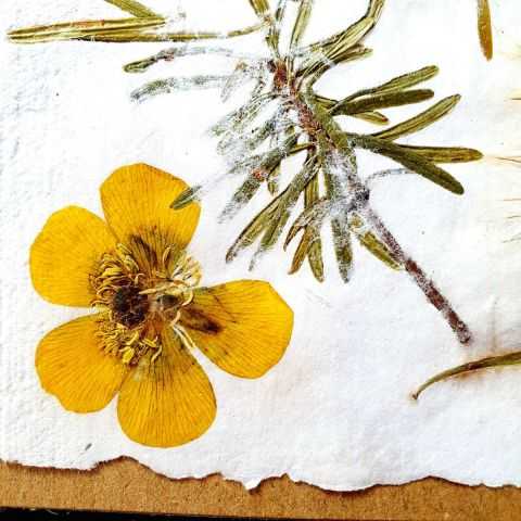 carte artisanale unique boutons d'or sur kraft naturel.