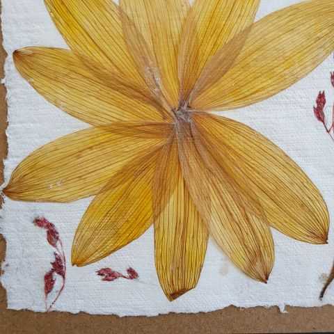 Pétales de fleur de Tournesol jaunes