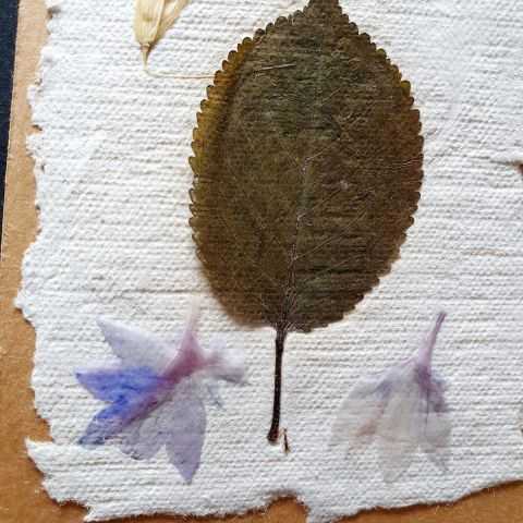 Feuille et pétales de bleuet inclus dans papier artisanal pour étiquette