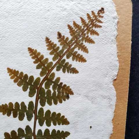 Fougère en inclusion dans papier fait main pour étiquette kraft.