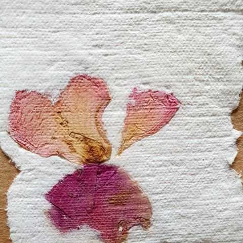 Pétales de roses et éclats dorés sur papier artisanal
