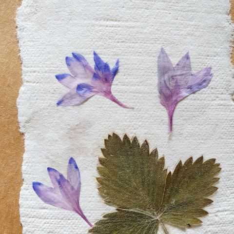 Feuilles de fraisier et pétales de bleuet pour étiquette originale
