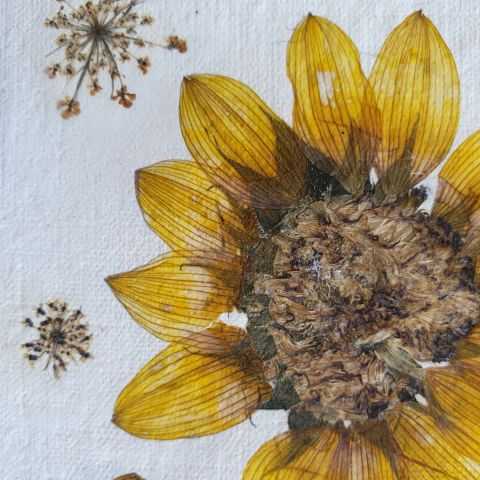 Fleur de tournesol séchée pour carte artisanale unique.