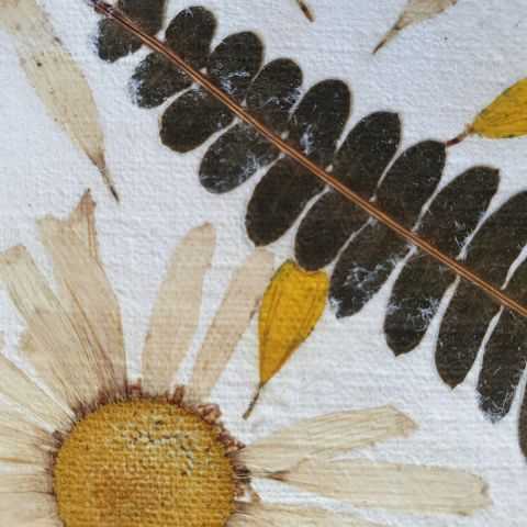 Zoom sur l'inclusion de marguerite et Fougère dans le papier artisanal.