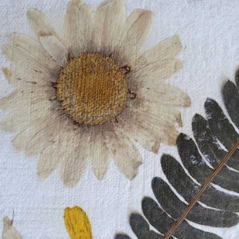 Marguerite en inclusion dans du papier artisanal.