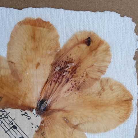 Détail de la fleur de rhododendron en inclusion dans papier artisanal