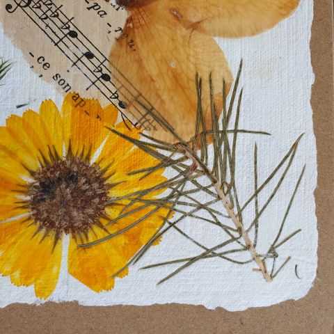 Fleur de souci et partition musicale pour papier artisanal